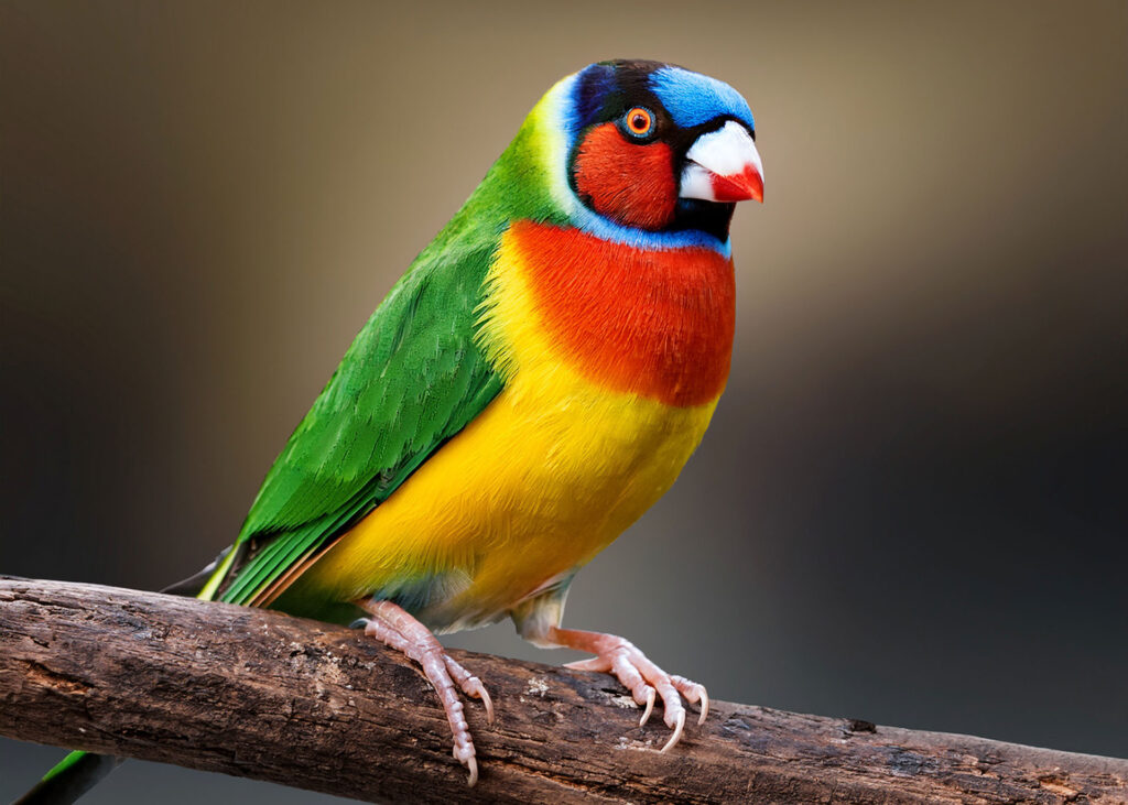 Diamante de Gould IA